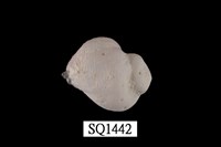 藏品(紫口珊瑚螺)的圖片